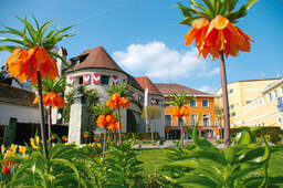 Das Linzer Tor in Schärding im Tageslicht mit strahlend blauem Himmel und blühenden orangen Blumen.